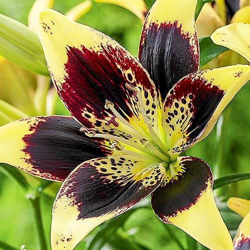 Лилия Easy Dance Florium