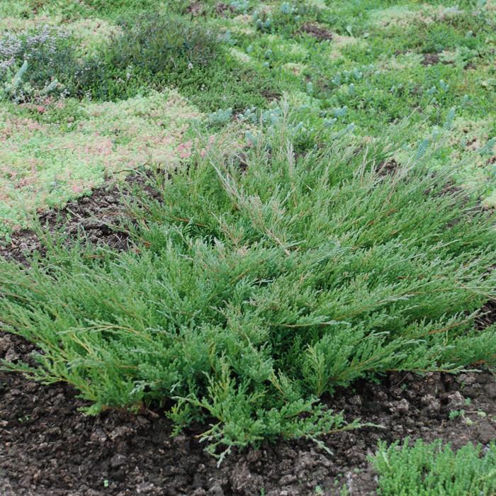 Саджанець ялівцю горизонтального Juniperus horizontalis Andorra Compact Р9 (644868262) - фото 3 Саджанець ялівцю горизонтального Juniperus horizontalis Andorra Compact Р9 (644868262) - фото 3