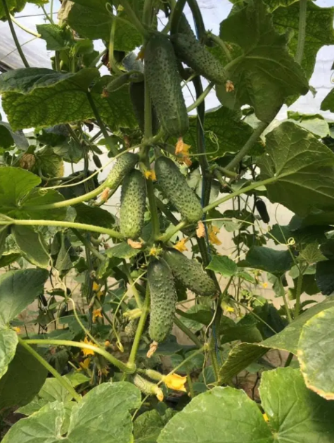 Семена Огурец Эколь F1 ТД Гекса-Украина 10 шт. 01-18-296 (IR00379)