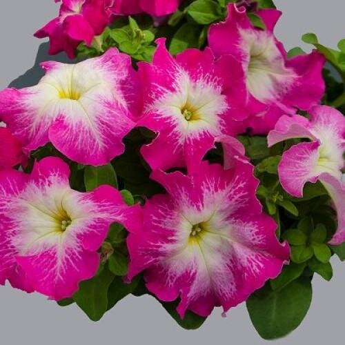 Семена цветов Hem Genetics Петуния крупноцветковая Limbo GP Rose Morn 1000 шт. (BN09378)