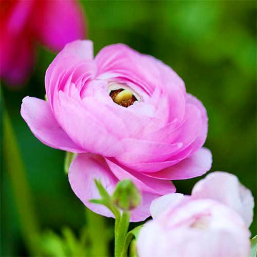 Ранункулюс Florium Aviv Roze (11750)