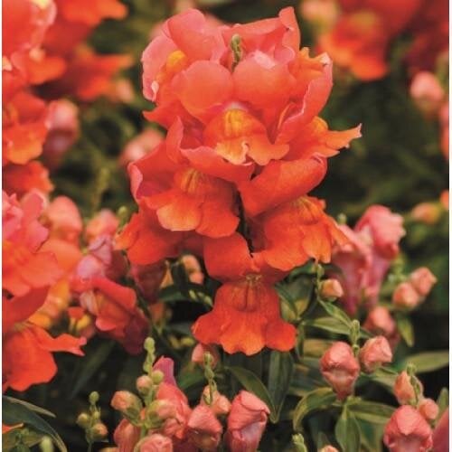 Семена цветов Львиный зев Snappy Orange Hem Genetics 500 шт. (BN09142-2)