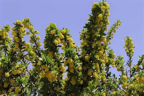 Насіння Барбарис іспанський Berberis hispanica 5 шт./уп.