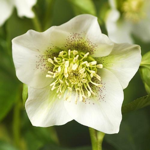 Морозник Florium Pretty Ellen White (4034)