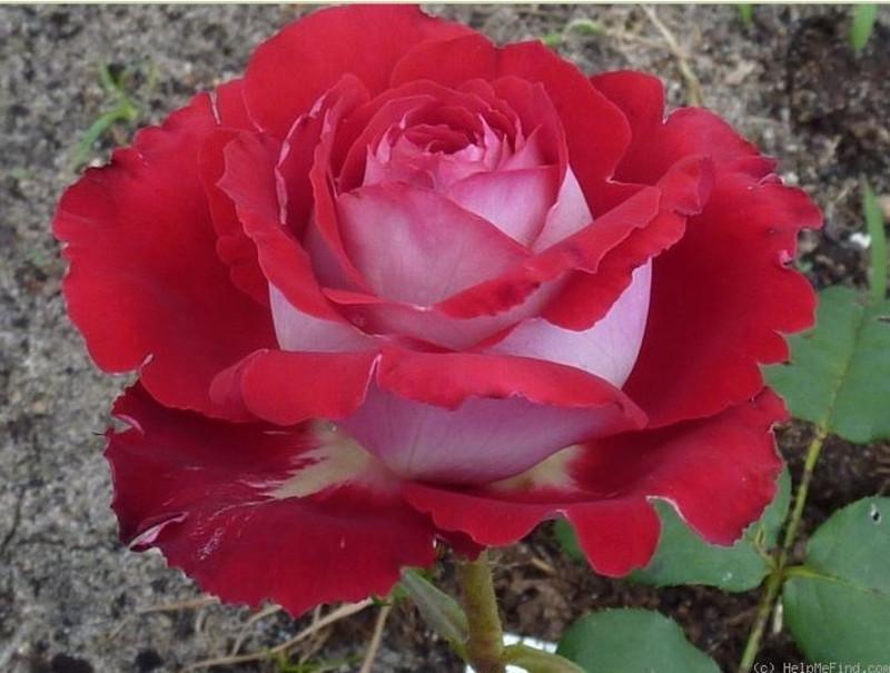 Роза Velet Luxor Чайно-гибридная в контейнере (2558773061) - фото 5 Роза Velet Luxor Чайно-гибридная в контейнере (2558773061) - фото 5