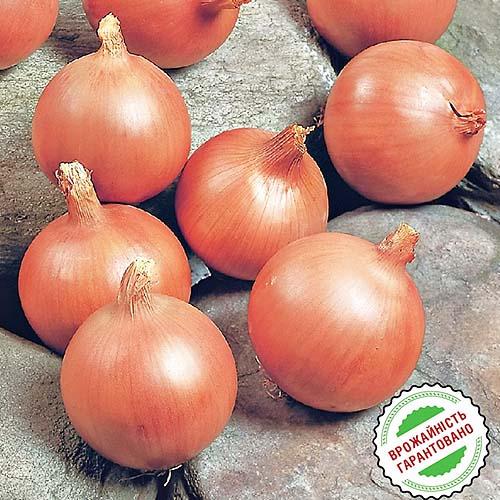 Семена Цибуля Florium ріпчаста Дайтона F1 (3387) - фото 2 Семена Цибуля Florium ріпчаста Дайтона F1 (3387) - фото 2