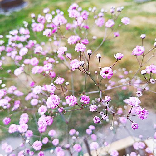 Гипсофилаl Florium Pink Festiva (18480)