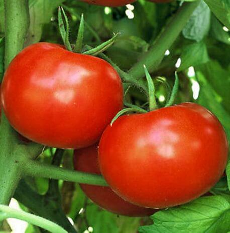 Насіння Томат Інтерленд F1 ТД Гекса-Україна 1000 шт. 01-25-393 (IR00726) Насіння Томат Інтерленд F1 ТД Гекса-Україна 1000 шт. 01-25-393 (IR00726)