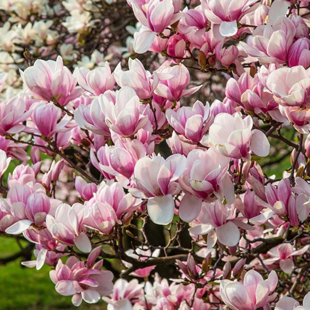 Саженец магнолии Суланжа (14965468) Саженец магнолии Суланжа (14965468)