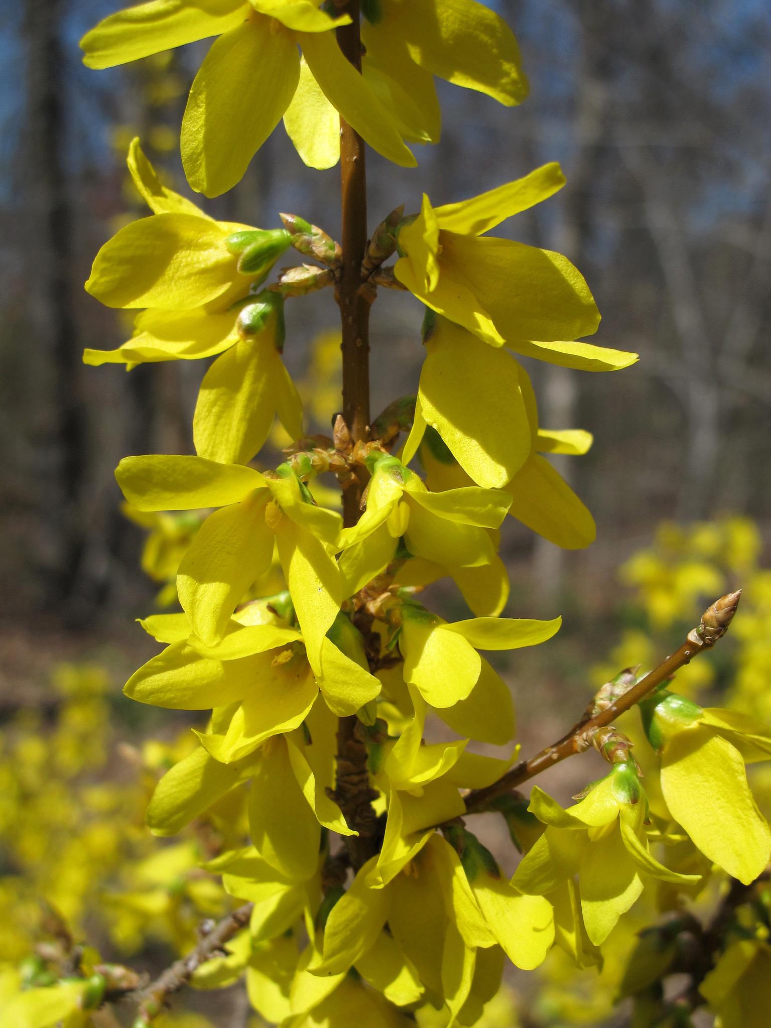 Форзиция корейская Dobrodar Forsythia koreana Kumson 1 шт. (38296186)