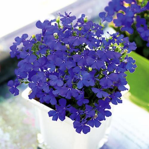 Насіння квітів Takii Лобелія черешкова Aqua Blue 0,25 г (BN11679-3)