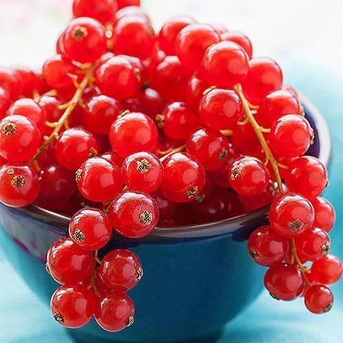 Сажанець Порічка червона Йонкер Ван Тетс Jonkheer Van Tets середньо-ранній термін дозрівання (20742)