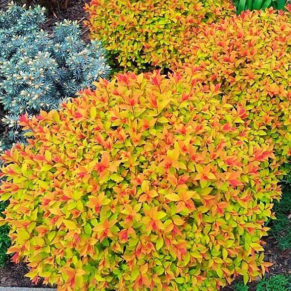 Саджанець спіреї японська Файерлайт Spiraea japonica Firelight Р9 (769034224) Саджанець спіреї японська Файерлайт Spiraea japonica Firelight Р9 (769034224)