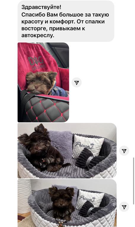 Автокрісло для собак Amore mio Cane Medium до 10 кг 60х50х25 см Black/Red (CS-0035) - фото 3 Автокрісло для собак Amore mio Cane Medium до 10 кг 60х50х25 см Black/Red (CS-0035) - фото 3