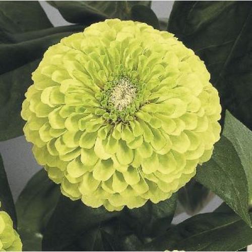 Семена цветов Benary Циния Benary's Giant Lime 500 шт. (BN02857-2)