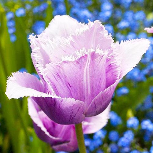 Тюльпан Florium Blue Heron (5689)