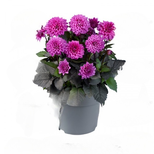 Георгина Xantico DL Purple касетный черенок (25398052)