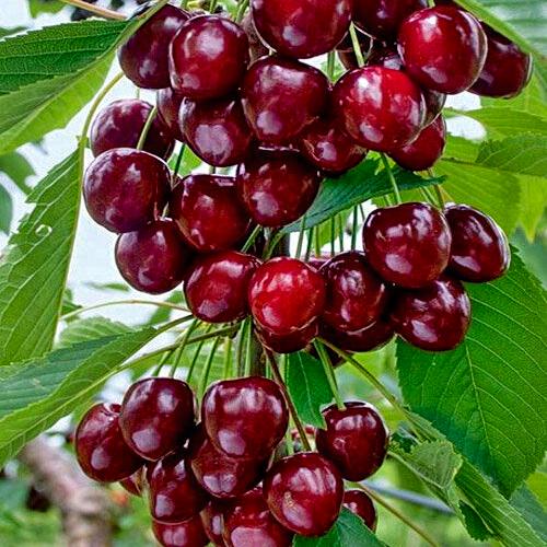 Саженец Черешня колонновидная Хелена 1 шт.