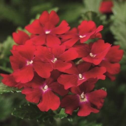 Семена цветов Вербена Obsession Red Syngenta 1000 шт. (BN02752)