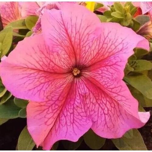 Семена цветов Syngenta Петуния крупноцветковая Duvet F1 Rose Veined 1000 шт. (BN13468)