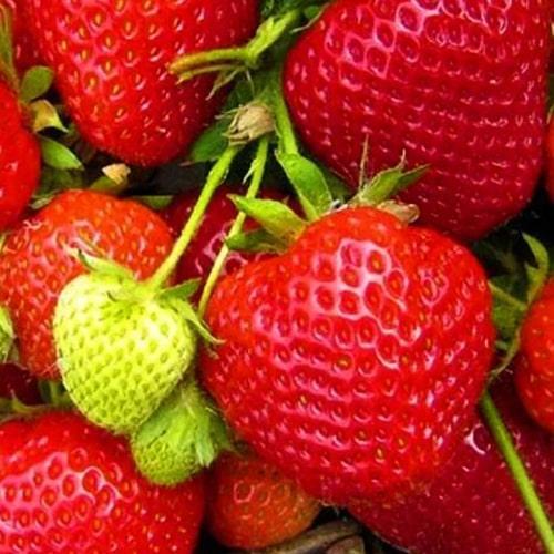 Сажанец Клубника Дарселект Darselect 5шт крупноплодный сорт средний срок созревания ягоды транспортабельны (71925)