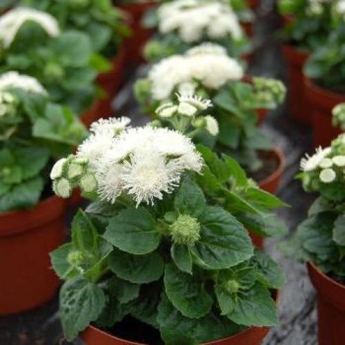 Семена цветов Агератум Хьюстона Aloha White Hem Genetics 50 шт. (BN11050-3)