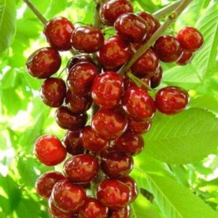 Саженец черешни Колонновидной Квин Мэри среднего срока большая (1023915972) - фото 2