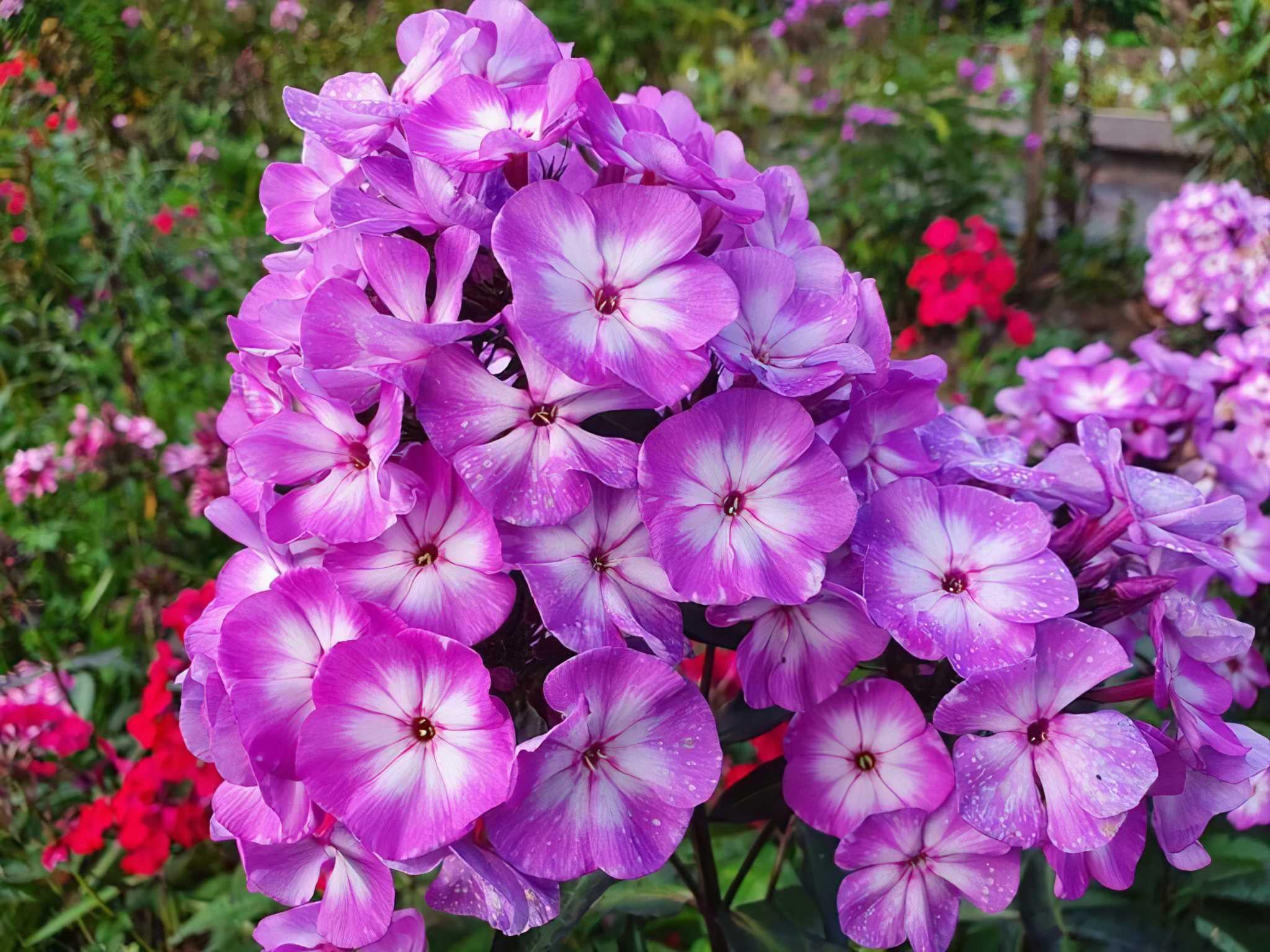 Флокс Dobrodar Phlox Pixie Miracle Grace 3 шт. (38289938)