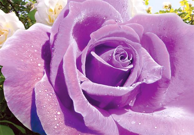 Фотошпалери на паперовій основі Ніка Ультрафіолет 4Л 097х140 см (2000000453378)