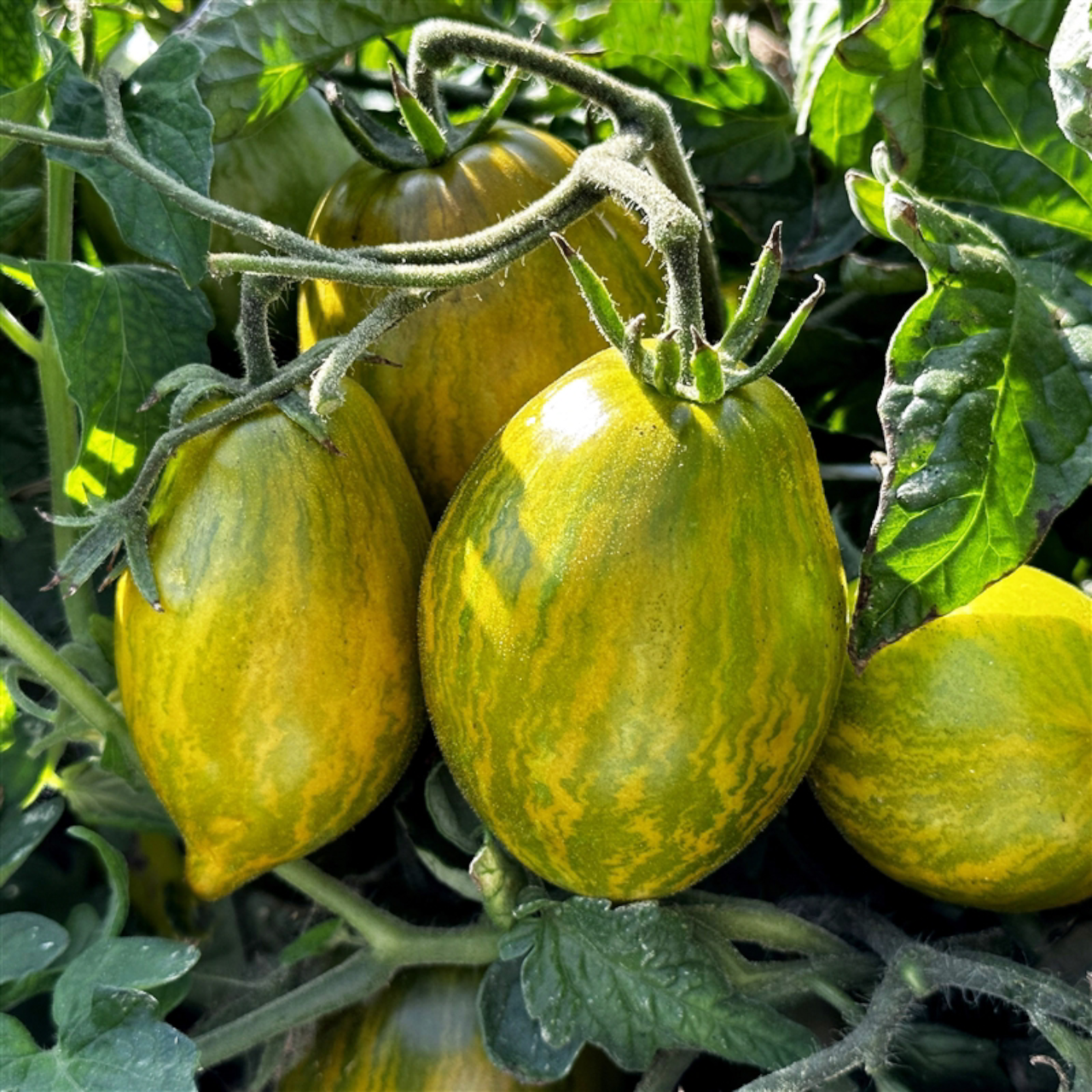 Семена Помидор Dwarf Saucy Mary 5 шт. (2518224406) - фото 2 Семена Помидор Dwarf Saucy Mary 5 шт. (2518224406) - фото 2