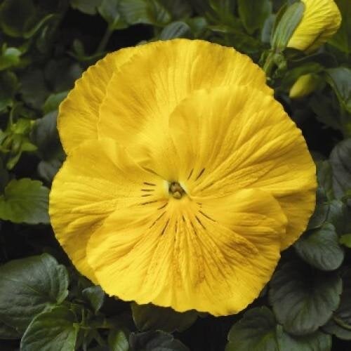 Семена цветов Виола Colossus F1 Pure Golden Yellow Syngenta 500 шт. (BN05563-2)