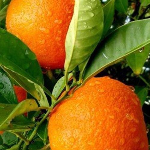 Сажанец Апельсин Вашингтон Навел саженец 2 года (49506)