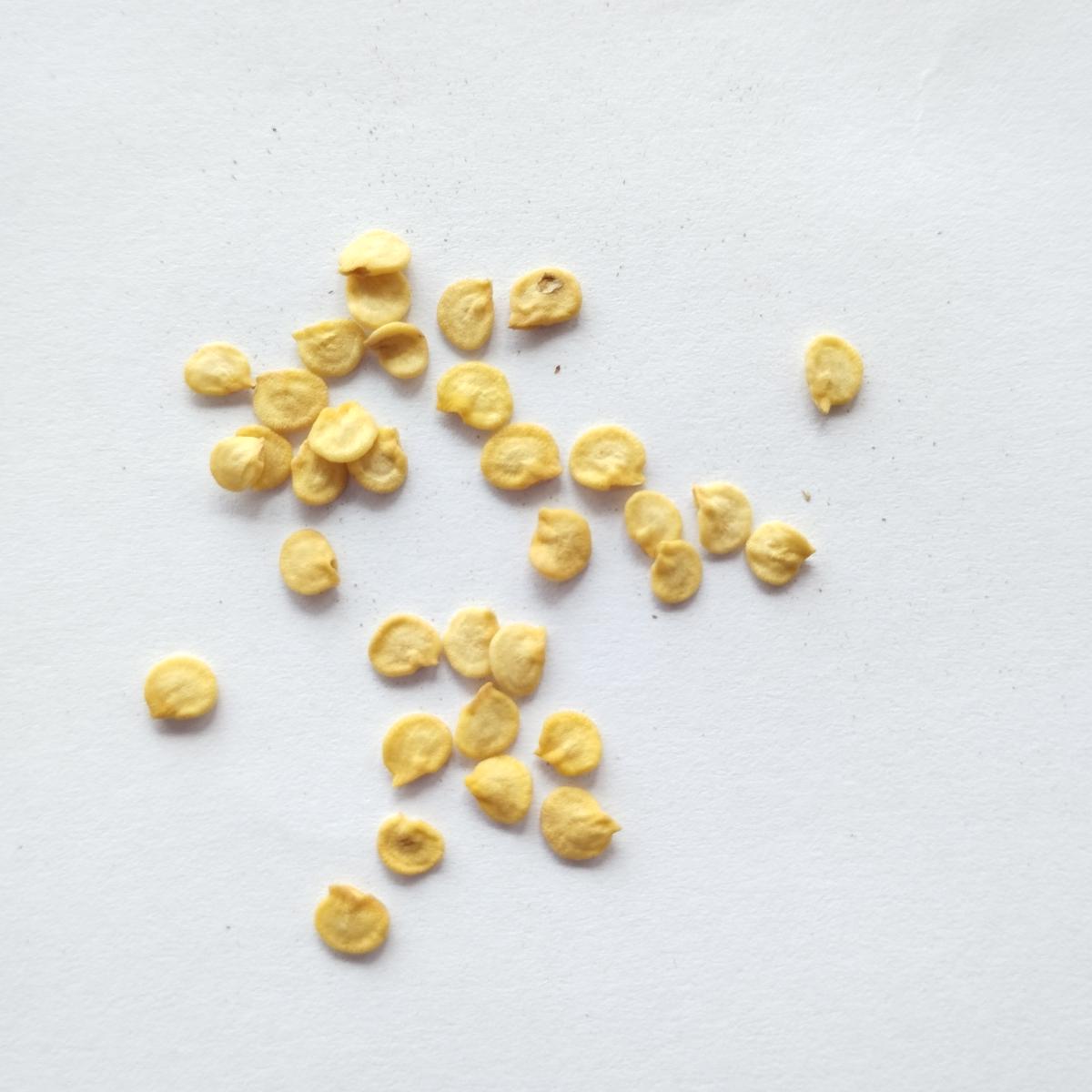 Семена Перец острый Carolina Reaper Chocolate 10 шт. Каролина Рипер шоколад каролинский жнец чили суперхот - фото 5 Семена Перец острый Carolina Reaper Chocolate 10 шт. Каролина Рипер шоколад каролинский жнец чили суперхот - фото 5