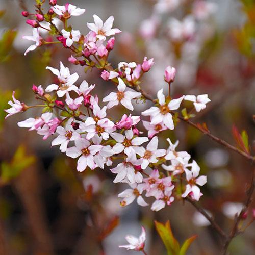 Спирея Florium Fujino Pink (16578)