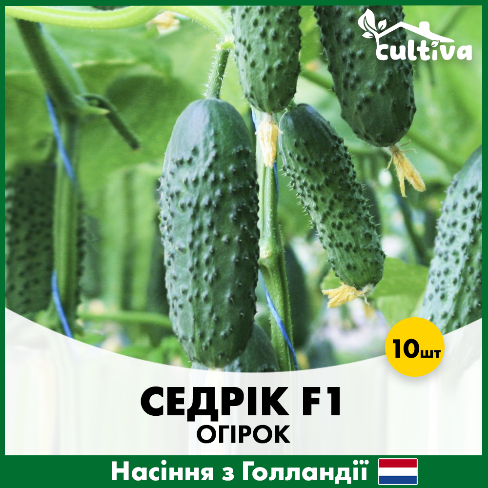 Семена огурца Enza Zaden Седрик F1 10 шт. (429)