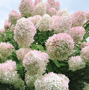 Саджанець гортензії волотистої Hydrangea paniculata Grandiflora Р9 (1439081636)