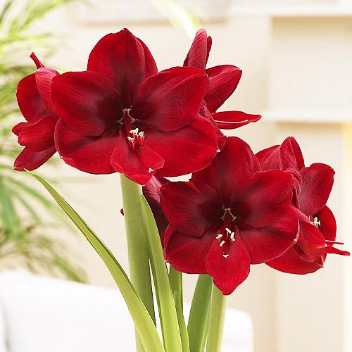 Амариллис Florium Carmen (3465)