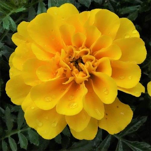 Семена Бархатцы Florium Медовый месяц (9289) Семена Бархатцы Florium Медовый месяц (9289)