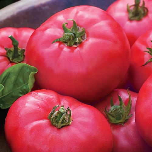 Семена Томат Florium Торбей F1 (4900) Семена Томат Florium Торбей F1 (4900)