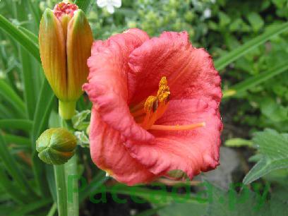 Саженец Лилейник Космополитан Cosmopolitan (38279601)