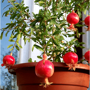 Саженец Граната комнатного скороспелый Р9 (610706645)