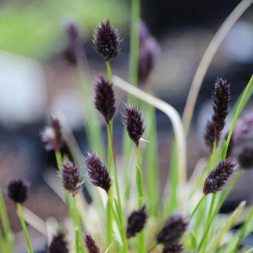 Саженца Sesleria caerulea Р9 (2-69) - фото 3