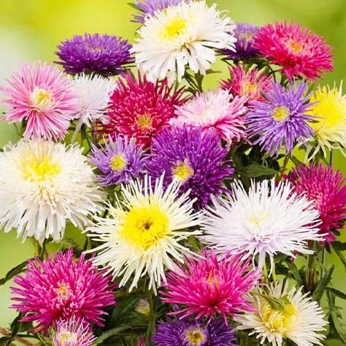 Семена Астра Florium Си Старлет смесь (15971) Семена Астра Florium Си Старлет смесь (15971)