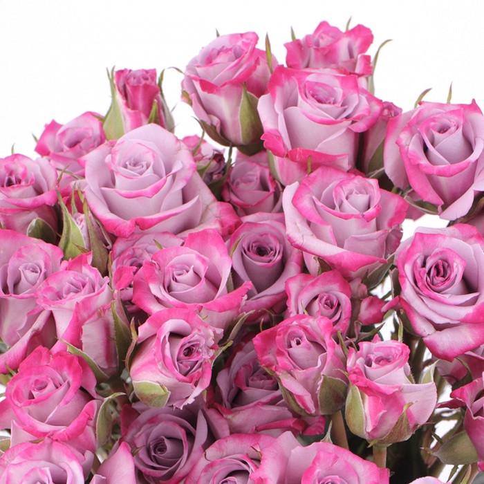 Роза Lavender Kordana Бордюрная трехлетняя в контейнере (2669431436)