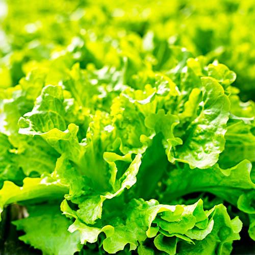 Семена Салат Florium Берлінський Жовтий (13371)