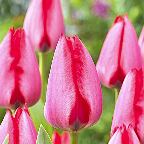 Тюльпан Florium Trick (18137)