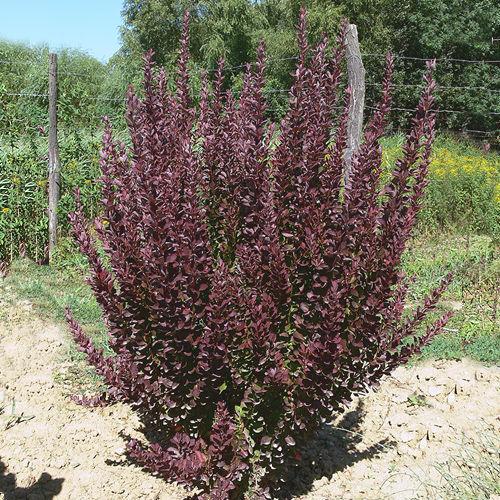 Саженец барбариса Тунберга Red Rocket Р9 (857130067) - фото 3 Саженец барбариса Тунберга Red Rocket Р9 (857130067) - фото 3