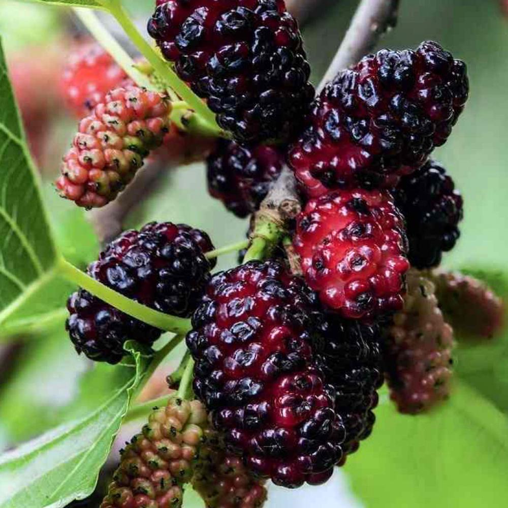 Саженец шелковицы Черная Жемчужина 2 летний привита (14966073)