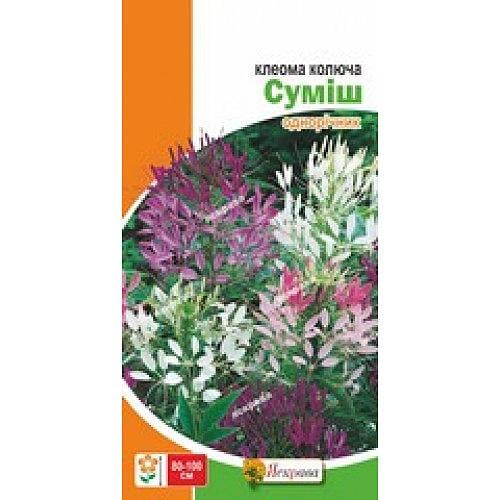 Семена Клеома Florium Смесь (17729) - фото 4 Семена Клеома Florium Смесь (17729) - фото 4