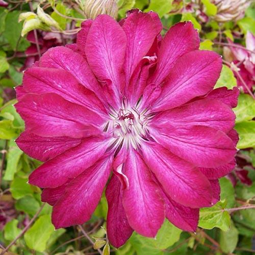 Клематіс Red Passion Florium